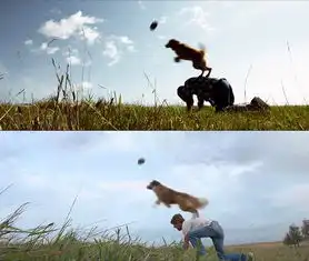 一封写给狗狗的情书