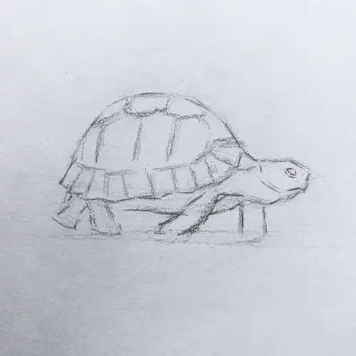 日绘社丨素描小乌龟
