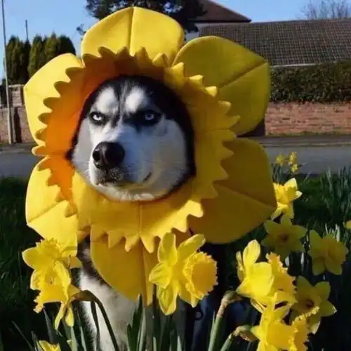 微信头像超甜的情侣头像一左一右,看了就赶快想换