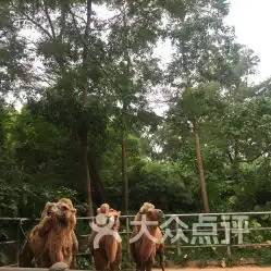 深圳野生动物园门票地址地图攻略