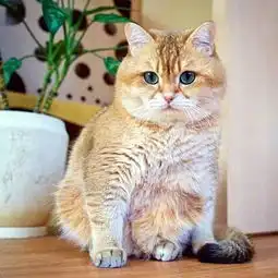 主人家可爱猫咪最近十分忧郁,网友和我失恋时候一个样