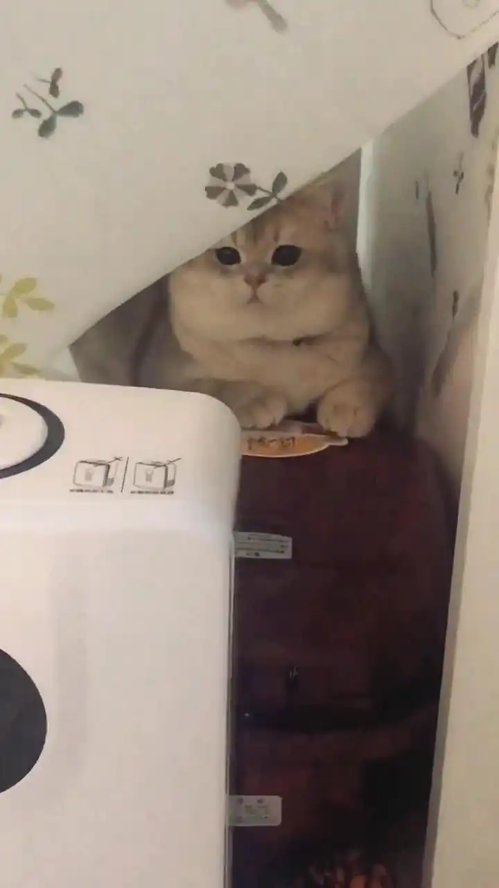 发现一只忧郁的小胖猫,网友大胖胖,快来给你吃小鱼干