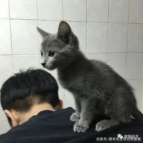 企业家同频会自然生命智慧之高级人设是生命的自然流露