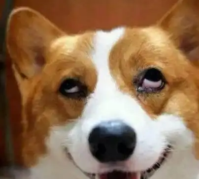 养狗,劝你不要养柯基犬,怕你会后悔