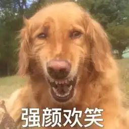 别人家的金毛才是大暖男,我家的,内心可能是个哈士奇......