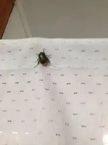 这是什么是蟑螂吗好恶心