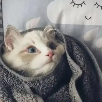 猫的情侣头像一左一右一对两张不带人猫咪情侣头像