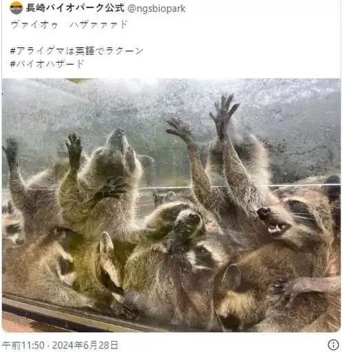 长崎动物园发浣熊惊悚图片生化危机官方惊呼太像了