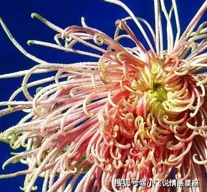 10月,桃花璀璨,情丝绵延,秋风送爱,邂逅旧爱将重燃爱的烈火