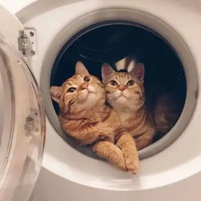 可爱猫咪情侣头像,基本适合都喜欢猫的情侣专用的