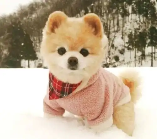 狗年大吉,柴犬柯基了解一下