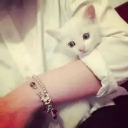 qq情侣头像一个女的搂着猫的跟这个是情侣的