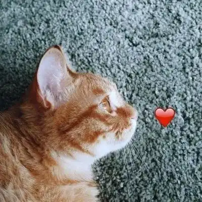 我,被养猫的情侣酸到了男朋友
