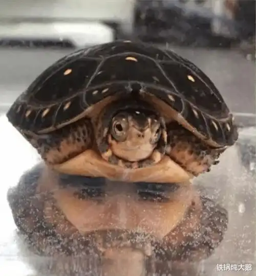 测试一个超长简介的文章