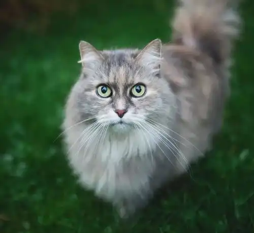 如何准确计算猫咪年龄
