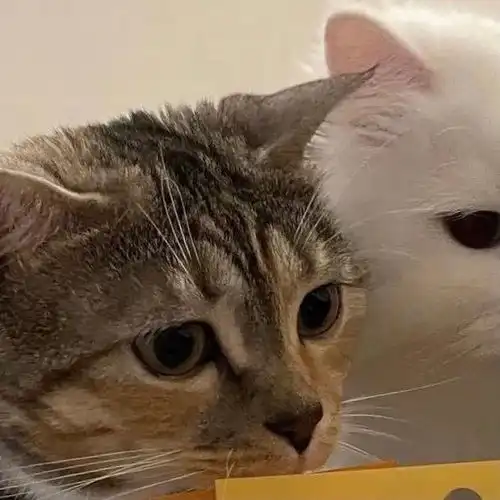 招桃花头像今天想做个木头人