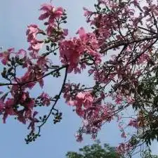 美丽异木棉
