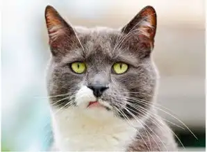 忧郁小猫萌照走红网络惹人怜