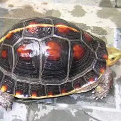 夹蛇龟的功效与作用图片禁忌用法用量乡间郎中
