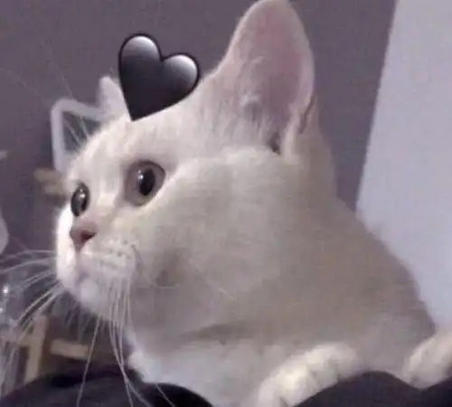 最不像情头的情侣头像,学生党用起来,班主任法眼已失灵