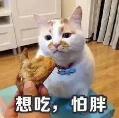 来吸猫91岁老爷子拍下世界上所有的大猫,2分钟就把我撩倒了