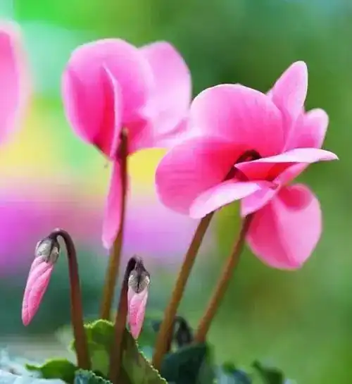 100种花的花语,赏心悦目