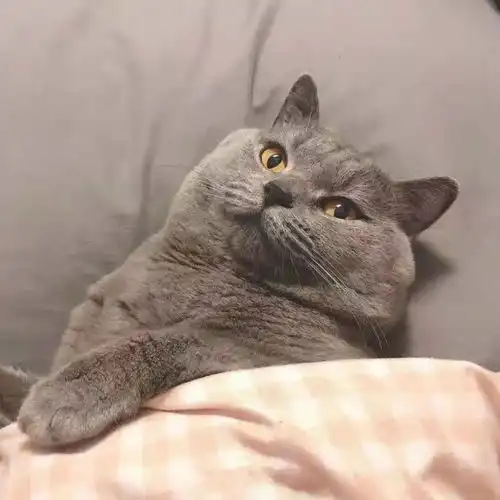 你想让你的cp用哪对情头