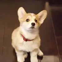 汪汪汪图片微信头像图片大全