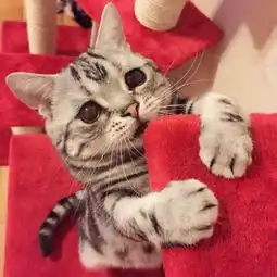 委屈猫可怜眼神萌化网民获最悲伤小猫称号