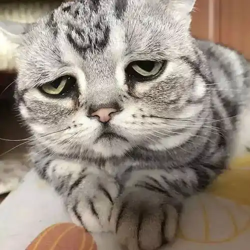 世界上最悲伤的猫咪,终于笑了