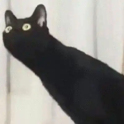 猫咪情头一对两张可爱打架2020猫咪情侣头像一左一右高清