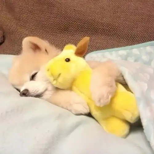 动物头像第8期可爱猫咪狗狗小动物头像,萌化的你的心