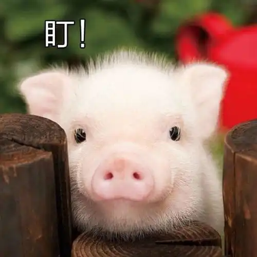 本命年,你红了没有