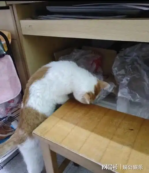 网友家的猫走丢,悲痛之际竟发现猫咪在外花天酒地