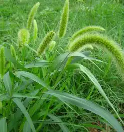 情侣头像封面图片狗尾巴草
