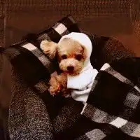 求和这只猫情侣头像,要一只狗