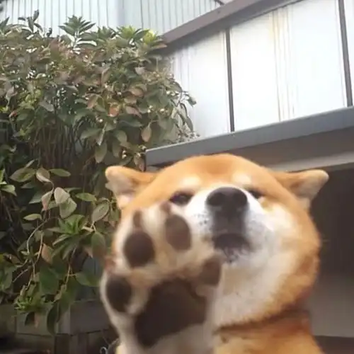 集美们有好康的微信背景图吗