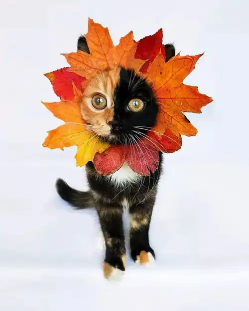 ins上有位妹子养了一只喵,从右边看是橘猫,从左边是黑猫像精灵一样