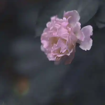 测试一个超长简介的文章