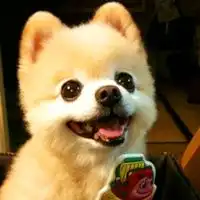 呆萌可爱的小狗图片头像微信头像图片大全