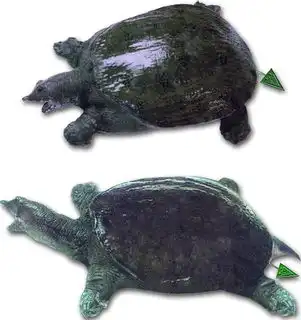 开胃水鱼搜狗百科