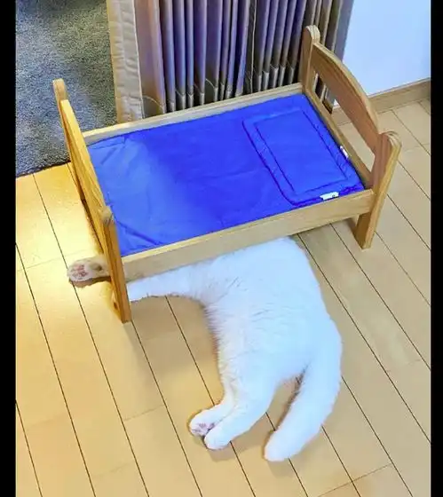 主人给猫咪买了个小床,它却躺在床底下睡觉还是地板舒服
