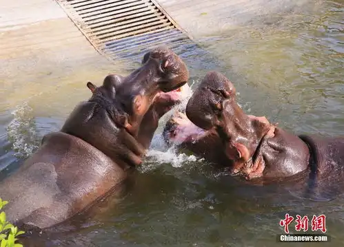 七夕将至动物情侣们组团秀恩爱