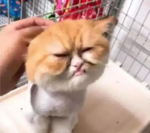 橘猫因长得忧郁而走红,网友像欠了几十万没钱还