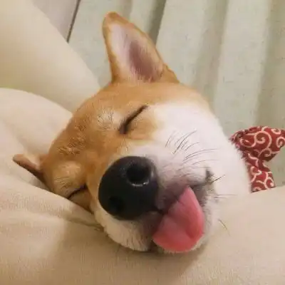 柴犬头像搞笑高清图片单身狗头像柴犬系列