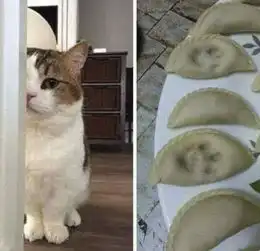 猫咪有多混蛋看完这些国外网友的真实经历,有意思