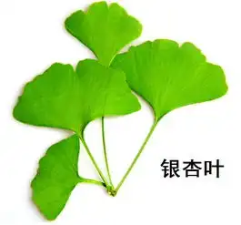 天然抗氧化剂银杏叶提取物