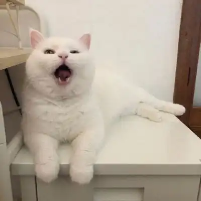 可爱小猫咪卖萌头像史上最可爱超萌的小白猫图片