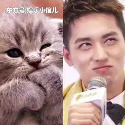 许魏洲完美复制喵星人各种表情,网友太像了,简直猫系男神本尊