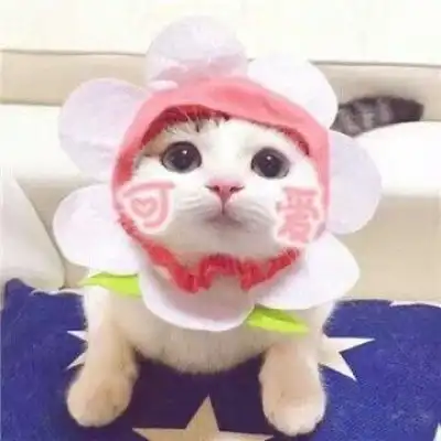 猫咪头像可爱图片萌宠猫咪图片大全可爱